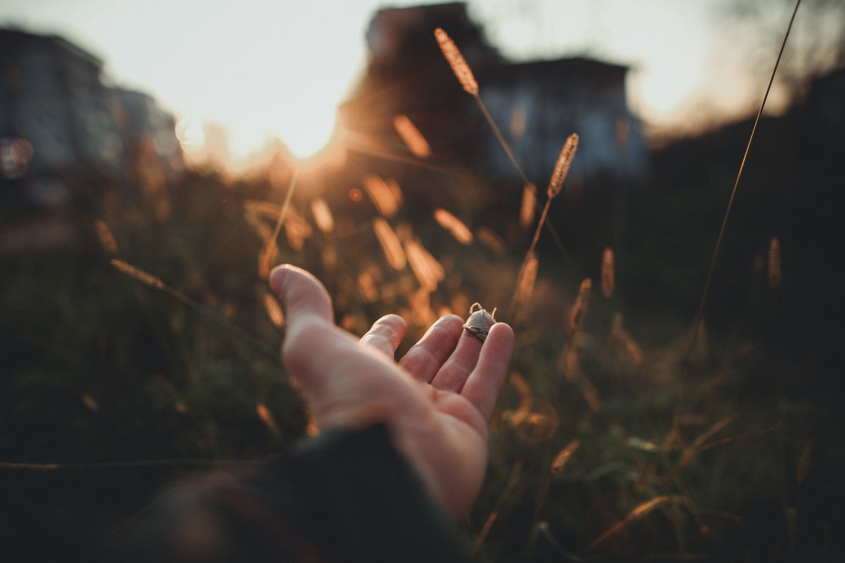 a calm and green grasses background with a hand reaching out to the greenery.