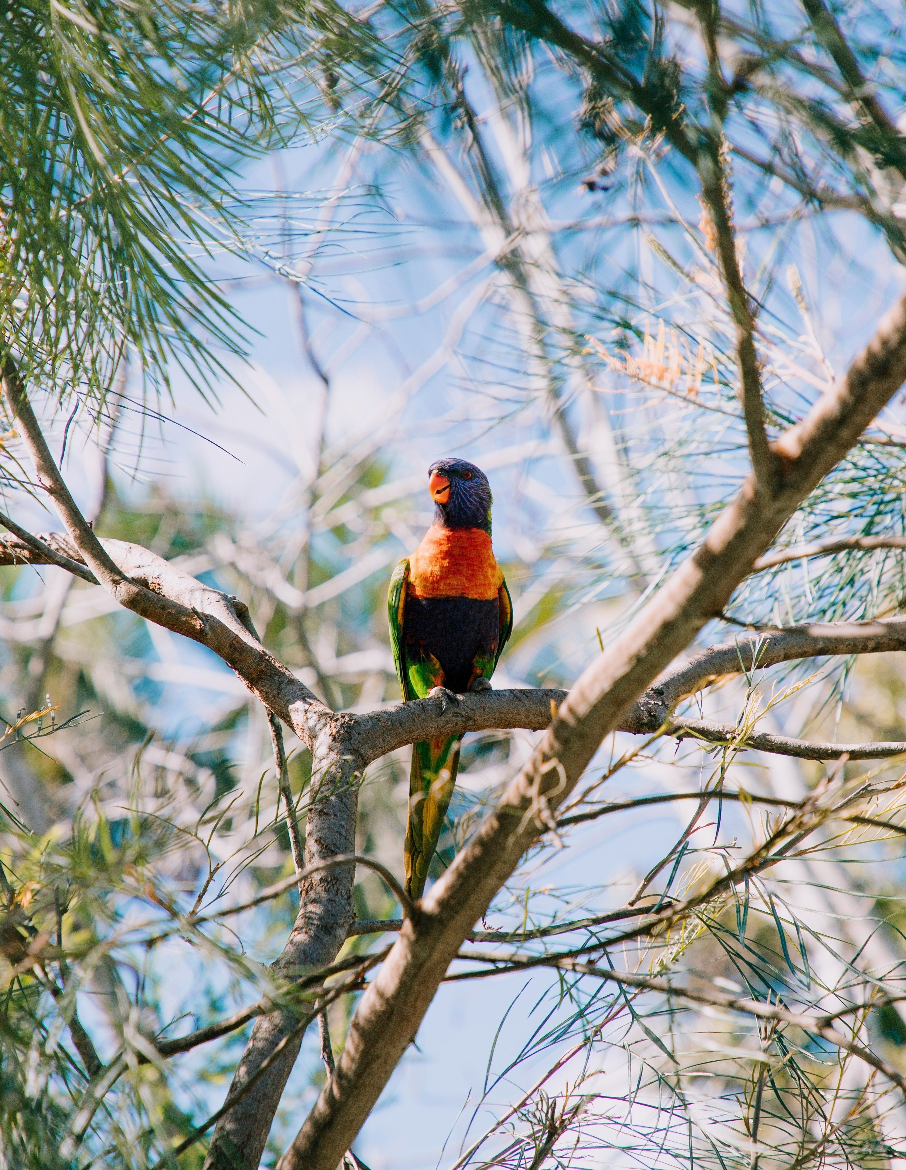 A rainbow lorikeet, a brightly colored Australian parrot, perches on a branch in the sunshine
