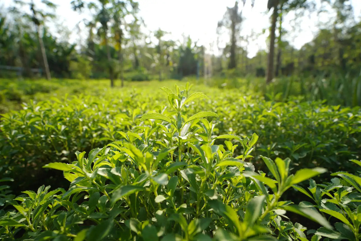 Stevia Farm Southamerica