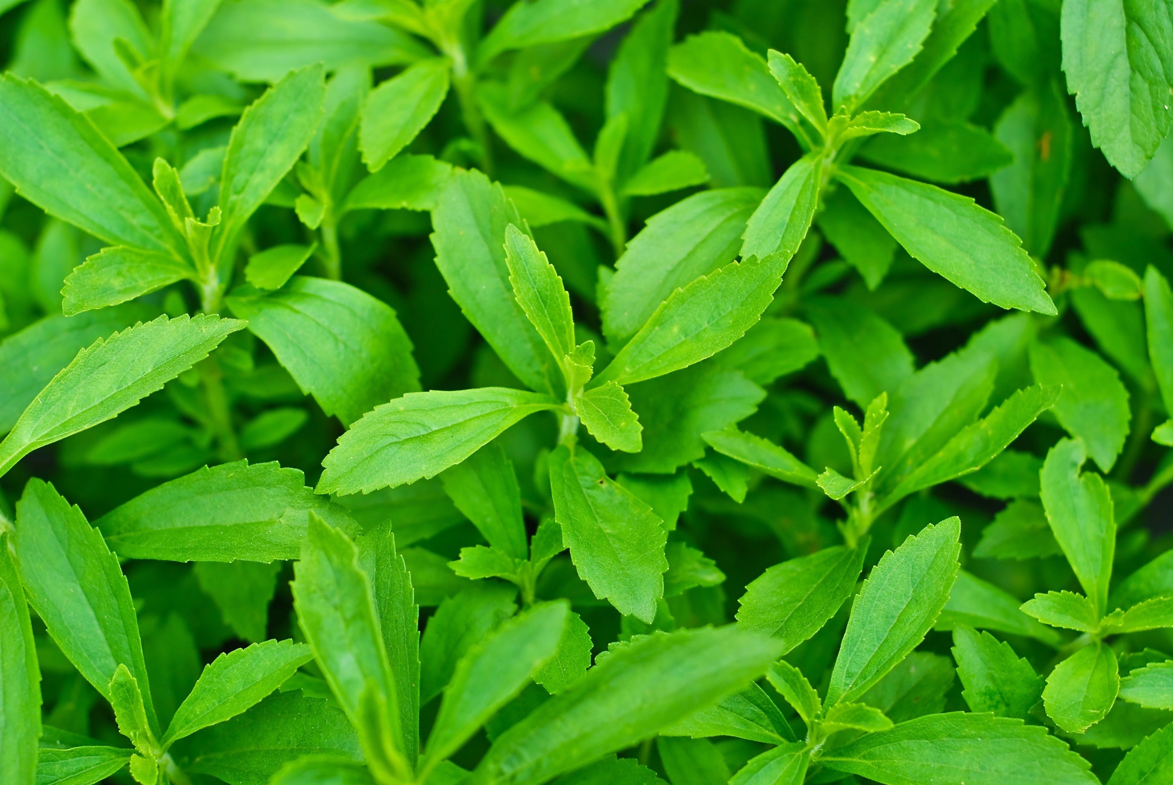 Stevia Plant Decorative Image